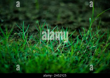 L'herbe des Bermudes ou la petite feuille verte ornementale et l'herbe commencent à vert vers le haut au printemps un beau vert luxuriant ressemble au printemps et au début de l'été. Banque D'Images