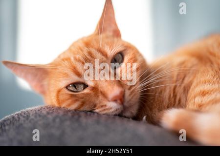 gros plan. marron tabby chat avec les yeux jaunes regarde la caméra juste avant de dormir Banque D'Images