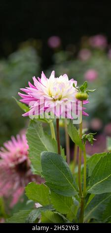 Panorama vertical de la fleur et du bourgeon de Dahlia Hillcrest Candy à la fin de l'été dans le jardin Banque D'Images