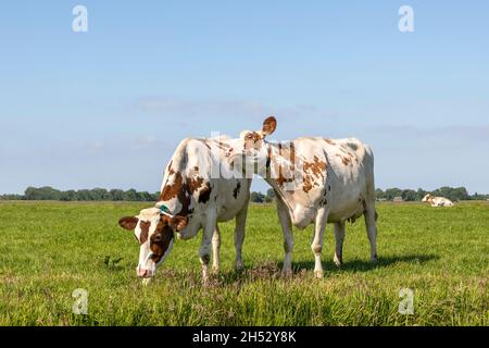 Les vaches en cuddling amour tendre, portrait rouge et blanc de deux bovins, ensemble avec amour, ensergeant dans un champ, ciel bleu pâle Banque D'Images