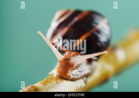 Un escargot de patient avec des cornes et une grande coquille rampent le long d'une branche sur un fond vert.Espace libre, le concept de surmonter patiemment les difficultés Banque D'Images