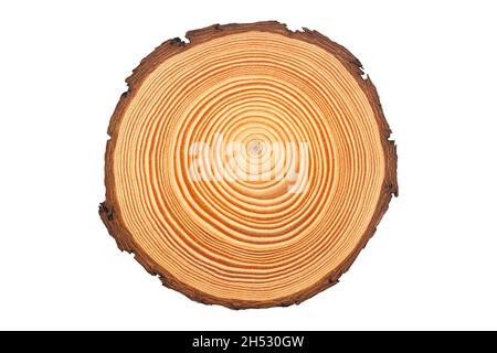 vue de dessus gros plan de la tranche brune de bois fraîchement coupé avec des anneaux de croissance concentriques denses et de l'écorce sur les bords isolés sur fond blanc Banque D'Images