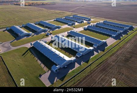 Ferme avec vaches et cochons dans le village, vue aérienne.Lâcheté près du champ d'agriculture.Production de lait et élevage.Lait de vache.Ferme Banque D'Images