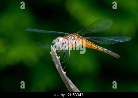 Dragonfly bleu (pachydipax longipennis) perché sur un bâton pour un portrait au soleil d'été. Banque D'Images