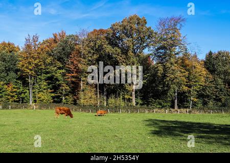 Vaches brunes paissant sur un pré vert sur fond de forêt d'automne Banque D'Images
