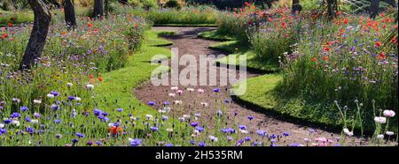 Expositions de fleurs sauvages dans les jardins d'Abbey Park, Torquay, South Devon. Banque D'Images