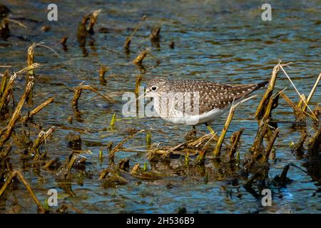 Sandpiper tacheté (Actitis macularius) en quête au bord d'une crique au soleil du printemps. Banque D'Images