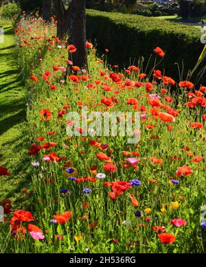 Expositions de fleurs sauvages dans les jardins d'Abbey Park, Torquay, South Devon. Banque D'Images