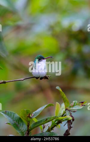 Une femelle adulte d'Emeraude andine (Uranomitra franciae viridiceps), colibri perché sur une branche près de Mindo, en Équateur Banque D'Images