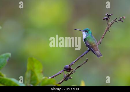 Un colibri mâle d'Émeraude andine (Uranomitra franciae viridips) perché sur une branche près de Mindo, en Équateur Banque D'Images