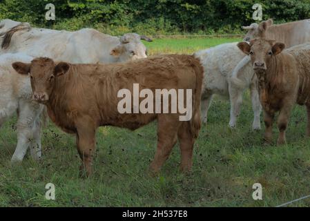 Les Charolais et les Salers se nourrissent de veaux blancs et bruns Banque D'Images