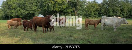 Troupeau de vaches Salers et Charolais et leurs veaux dans un pré en Auvergne Banque D'Images