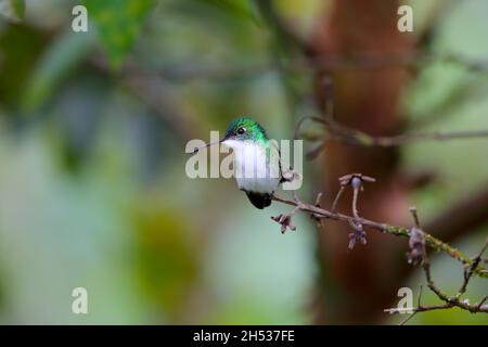 Une femelle adulte d'Emeraude andine (Uranomitra franciae viridiceps), colibri perché sur une branche près de Mindo, en Équateur Banque D'Images