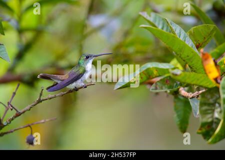 Une femelle adulte d'Emeraude andine (Uranomitra franciae viridiceps), colibri perché sur une branche près de Mindo, en Équateur Banque D'Images