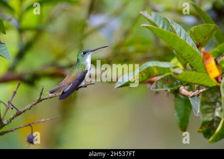 Une femelle adulte d'Emeraude andine (Uranomitra franciae viridiceps), colibri perché sur une branche près de Mindo, en Équateur Banque D'Images