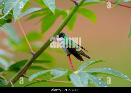 Une femelle adulte d'Emeraude andine (Uranomitra franciae viridiceps), colibri perché sur une branche près de Mindo, en Équateur Banque D'Images