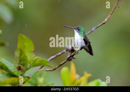 Une femelle adulte d'Emeraude andine (Uranomitra franciae viridiceps), colibri perché sur une branche près de Mindo, en Équateur Banque D'Images