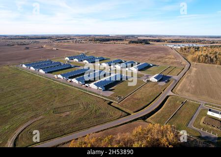 Ferme avec vaches et cochons dans le village, vue aérienne.Lâcheté près du champ d'agriculture.Production de lait et élevage.Lait de vache.Ferme Banque D'Images