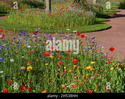 Expositions de fleurs sauvages dans les jardins d'Abbey Park, Torquay, South Devon. Banque D'Images