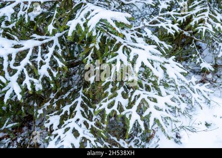Branches de sapin vert. Arbres de Noël sous la neige Banque D'Images