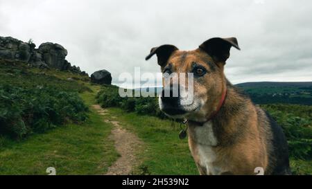 Un chien âgé sur le point de commencer une promenade en crabe depuis les rochers Cow et Calf sur Ilkley Moor, West Yorkshire, Royaume-Uni Banque D'Images
