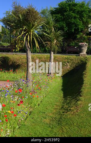 Expositions de fleurs sauvages dans les jardins d'Abbey Park, Torquay, South Devon. Banque D'Images