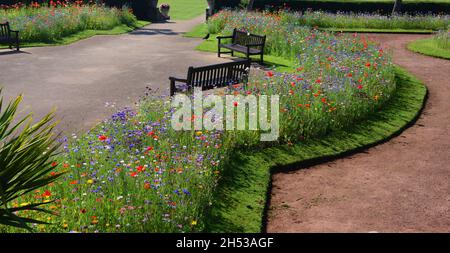 Expositions de fleurs sauvages dans les jardins d'Abbey Park, Torquay, South Devon. Banque D'Images