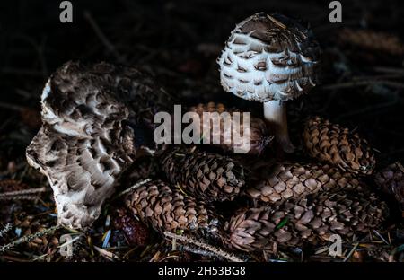 Gros plan de champignons ou de champignons du parasol (Chlorophyllum rhacodes) en croissance sur les terres boisées, Écosse, Royaume-Uni Banque D'Images