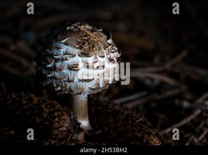 Gros plan de champignons ou de champignons du parasol (Chlorophyllum rhacodes) en croissance sur les terres boisées, Écosse, Royaume-Uni Banque D'Images