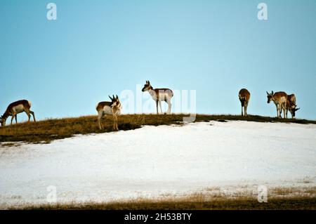 Troupeau d'antilopes pronglores tôt le matin après une énorme chute de neige, paître sur une pente balayée par le vent, Iowa Banque D'Images