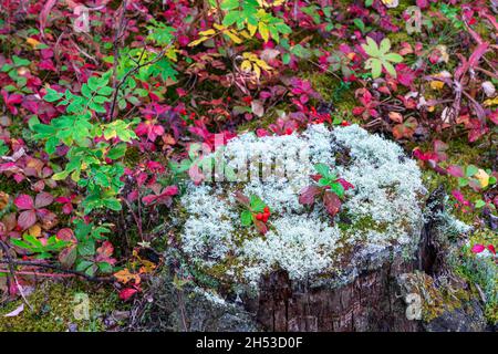 La couleur et la mousse du feuillage d'automne sur le plancher forestier du parc provincial de Pisew Falls, dans le nord du Manitoba, Canada. Banque D'Images