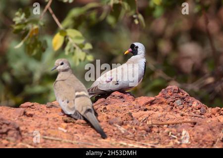 Une paire de colombes de Namaqua (Oena capensis), mâles et femelles, en rondins en Gambie, en Afrique de l'Ouest Banque D'Images