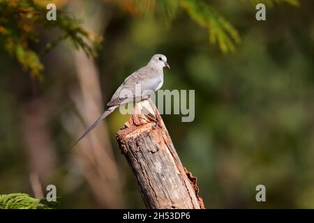 Une femelle adulte de Namaqua Dove (Oena capensis) perchée sur une souche d'arbre en Gambie, en Afrique de l'Ouest Banque D'Images