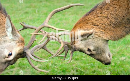 Une paire de Red Deer, Cervus elaphus, s'accroche à des cornes de verrouillage pendant Une rut, New Forest UK Banque D'Images