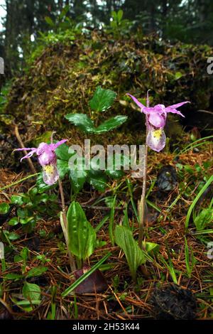 Des chaussons de fée (calypso bulbosa) dans une forêt ancienne après une tempête.Vallée de Yaak, nord-ouest du Montana.(Photo de Randy Beacham) Banque D'Images