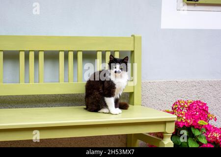 Chat noir et blanc avec marquages moustaches.Un chat noir et blanc avec des marques sur son visage qui ressemblent à une moustache. Banque D'Images