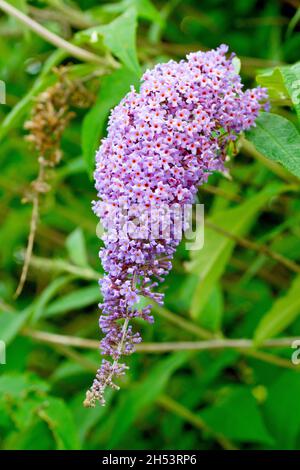 Buddleia ou Buddleja (buddleja davidi), également connu sous le nom de Butterfly Bush, gros plan d'une seule pointe de floraison en pleine floraison. Banque D'Images