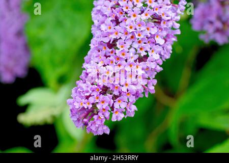 Buddleia, Buddleja ou Butterfly Bush (buddleja davidi), gros plan d'une pointe de floraison en pleine floraison montrant la multitude de fleurs violettes. Banque D'Images