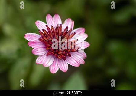Gros plan d'une seule fleur d'Osteospermum 'Berry White' dans un jardin sur fond sombre Banque D'Images