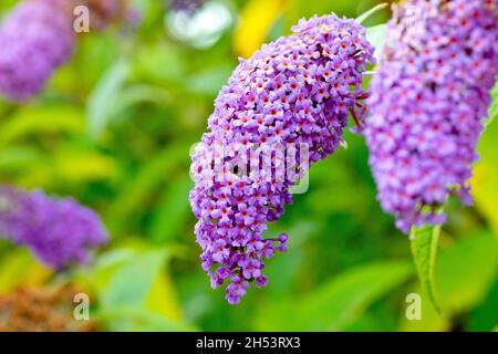 Buddleia ou Buddleja (buddleja davidi), également connu sous le nom de Butterfly Bush, gros plan se concentrant sur une seule pointe de floraison en pleine floraison. Banque D'Images