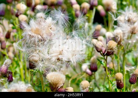 Thhistle rampant (cirsium arvense), gros plan des têtes de semences de plusieurs plantes lorsque les graines commencent à se disperser avec le vent. Banque D'Images