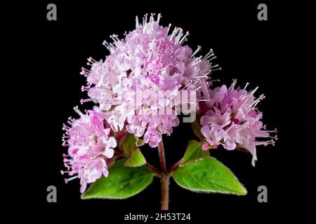Marjoram (origanum vulgare), gros plan de la vie encore montrant la plante en pleine floraison avec une tête de fleurs roses isolées sur fond noir. Banque D'Images