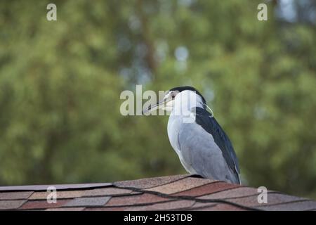 La faune et la proximité sont confortables et visibles dans le Héron noir couronné perché sur un toit en bardeaux d'asphalte à Tucson, Arizona Banque D'Images