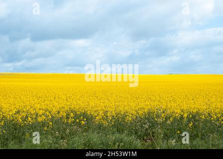 Champ plein de fleurs jaunes Banque D'Images