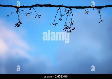 Silhouette de la plante les raisins du diable sèchent les tiges sans feuilles avec des baies dans le fond du ciel bleu.L'arrière-plan graphique est isolé avec le fragment Banque D'Images