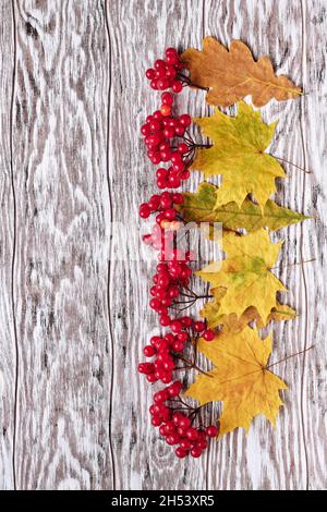 Vue de dessus sur les lapins guelder rose et les feuilles tombées sur un fond en bois avec espace de copie Banque D'Images