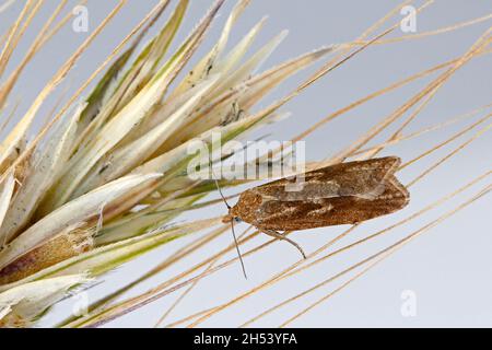 Cnephasia longana la teigne omnivore à feuilles, teinte à longues ailes ou vers fruité à fraises. Banque D'Images