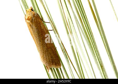 Cnephasia longana la teigne omnivore à feuilles, teinte à longues ailes ou vers fruité à fraises. Banque D'Images