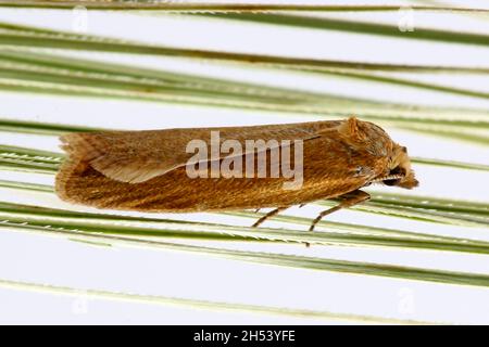 Cnephasia longana la teigne omnivore à feuilles, teinte à longues ailes ou vers fruité à fraises. Banque D'Images