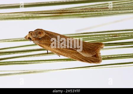 Cnephasia longana la teigne omnivore à feuilles, teinte à longues ailes ou vers fruité à fraises. Banque D'Images